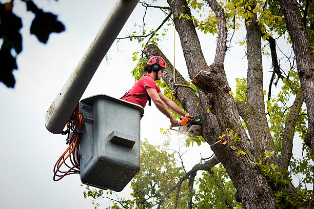 Best Storm Damage Tree Cleanup  in USA